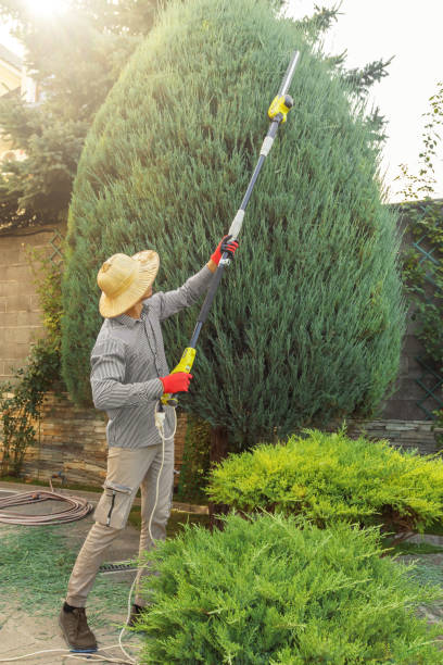 Best Sod Installation  in Philadelphia, PA